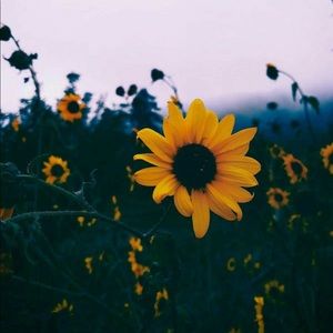 Meet your Posher, Hadley